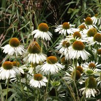 Swan Coneflower Perennials Flowering Plants Echinacea Purpurea Pot Green