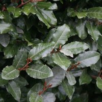 Oleaster Oleaster Shrub Elaeagnus x Submacrophylla Pot