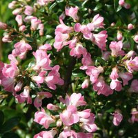 Apple Blossom Escallonia Outdoor Shrub Escallonia Pot
