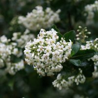 Iveyi Escallonia Outdoor Shrub Escallonia Garden Tree Bush2L Pot
