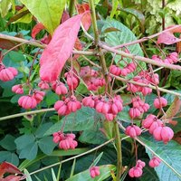 Cascade Spindle Outdoor Shrub Euonymus Europaeus Pot Green