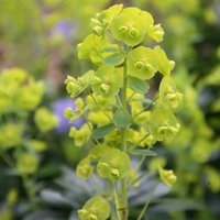 Robbiae Wood Spurge Perennials Flowering Plants Euphorbia Amygdaloides Pot