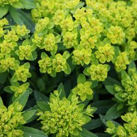 Spurge Perennials Flowering Plants Euphorbia Palustris Pot