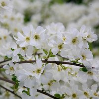Bride Pearl Bush Outdoor Shrub Exochorda x Macrantha Pot