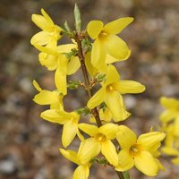 Lynwood Variety Forsythia Shrub Forsythia x Intermedia Pot