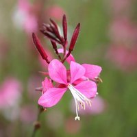 Siskiyou Pink Gaura Perennials Flowering Plants Oenothera Lindheimeri Pot