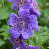 Rosemoor Cranesbill Perennials Flowering Plants Geranium × Magnificum Pot