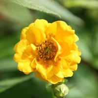 Stratheden Avens Perennials Flowering Plants Geum Pot