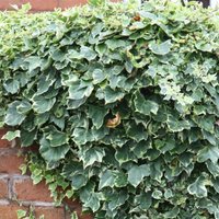 Hedera helix Glacier Evergreen Vine Climbing 60cm Cane Pot