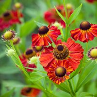 Moerheim Beauty Sneezeweed Perennials Flowering Plants Helenium Pot