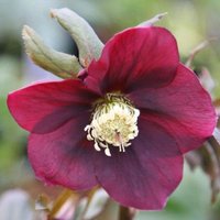 Harvington Lenten Rose Hellebore Perennials Flowering Plants Pot Green