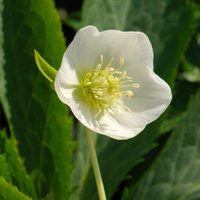 Harvington Lenten Rose Hellebore Perennials Flowering Plants Pot Green