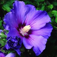 Oiseau Bleu Tree Hollyhock Shrub Hibiscus Syriacus Pot