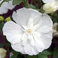 Chiffon Tree Hollyhock Shrub Hibiscus Syriacus Pot Green