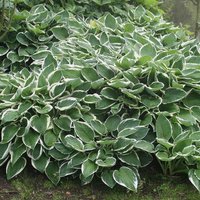 Francee Plantain Lily Perennials Flowering Plants Hosta Pot