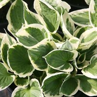 Patriot Plantain Lily Perennials Flowering Plants Hosta Pot