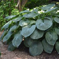 Giant Hosta Perennials Flowering Plants Hosta Sieboldiana Elegans Pot Green
