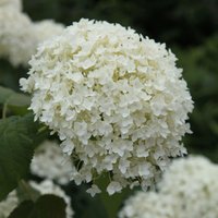 Annabelle Sevenbark Outdoor Shrub Hydrangea Arborescens Pot