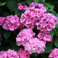 Altona Outdoor Shrub Hydrangea Macrophylla Flowering Garden Plants2L Pot