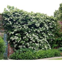 Hydrangea anomala petiolaris Flowering Vine Climbing Pot