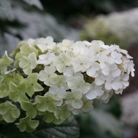 Snow Queen Oak leaved Hydrangea Shrub Hydrangea Quercifolia Pot