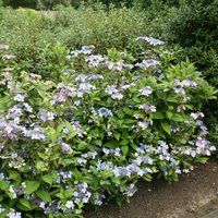 Bluebird Outdoor Shrub Hydrangea Serrata Pot