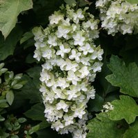 Snowflake Oak leaved Hydrangea Shrub Hydrangea Quercifolia Pot