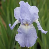 Jane Phillips Bearded Iris Perennials Flowering Plants Iris Pot