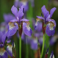 Tropic Night Siberian Iris Perennials Flowering Plants Iris Pot