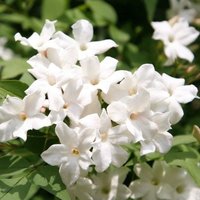 Jasminum officinale Jasmine Flowering Vine Climbing 60cm Cane Pot