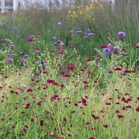 Macedonian Scabious Perennials Flowering Plants Knautia Macedonica Pot