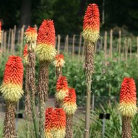 Hot Poker Perennials Flowering Plants Kniphofia Uvaria Pot Green