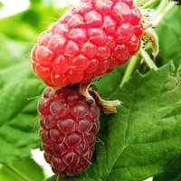 Loganberry Thornfree Fruit Bush Ribes Fruiting Berry Shrub Pot