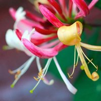 Lonicera periclymenum Belgica Flowering Climbing 60cm Cane Pot