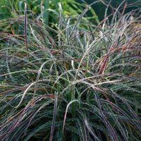 Snowy Woodrush Grass Luzula Nivea Outdoor Ornamental Pot
