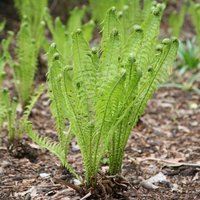 Shuttlecock Fern Matteuccia Struthiopteris Outdoor Ferns Jungle Pot