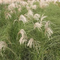 Gracillimus Chinese Silver Grass Miscanthus Sinensis Outdoor Grasses