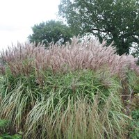 Malepartus Chinese Silver Grass Miscanthus Sinensis Outdoor Ornamental