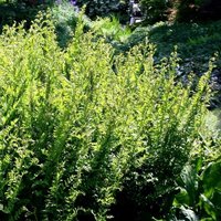 Royal Fern Osmunda Regalis Hardy Outdoor Ferns Jungle Pot
