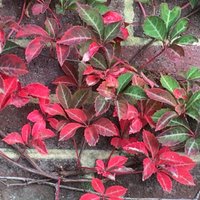 Henryana Chinese Virginia Creeper Flowering Vine 60cm Cane Pot