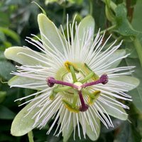 Passiflora Passion Flower Constance Eliott Climbing 60cm Cane Pot