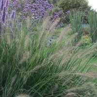 Hameln Chinese Fountain Grass Pennisetum Alopecuroides Outdoor Grasses