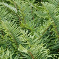 Sword Fern Polystichum Munitum Hardy Outdoor Ferns Jungle Pot