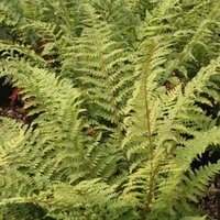 Soft Shield Fern Polystichum Setiferum Hardy Outdoor Ferns Jungle Pot