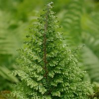 Soft Shield Fern Plumosomultilobum Polystichum Setiferum Outdoor Ferns Pot