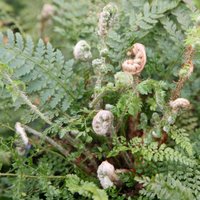 Soft Shield Fern Herrenhausen Polystichum Setiferum Outdoor Ferns Pot