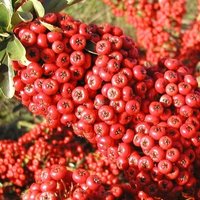 Saphyr Rouge Firethorn Outdoor Shrub Pyracantha Garden Plants Pot