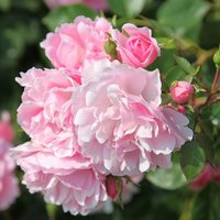 Bonica Rose Bush Flowering Roses Shrub Rose Pot