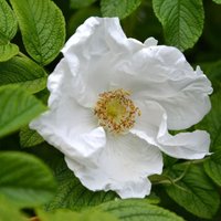 Alba Japanese Shrub Rose Rose Bush Flowering Roses Bushy Rose Pot