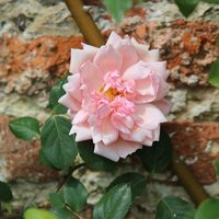 Albertine Rose Bush Flowering Roses Rambler Rose Pot